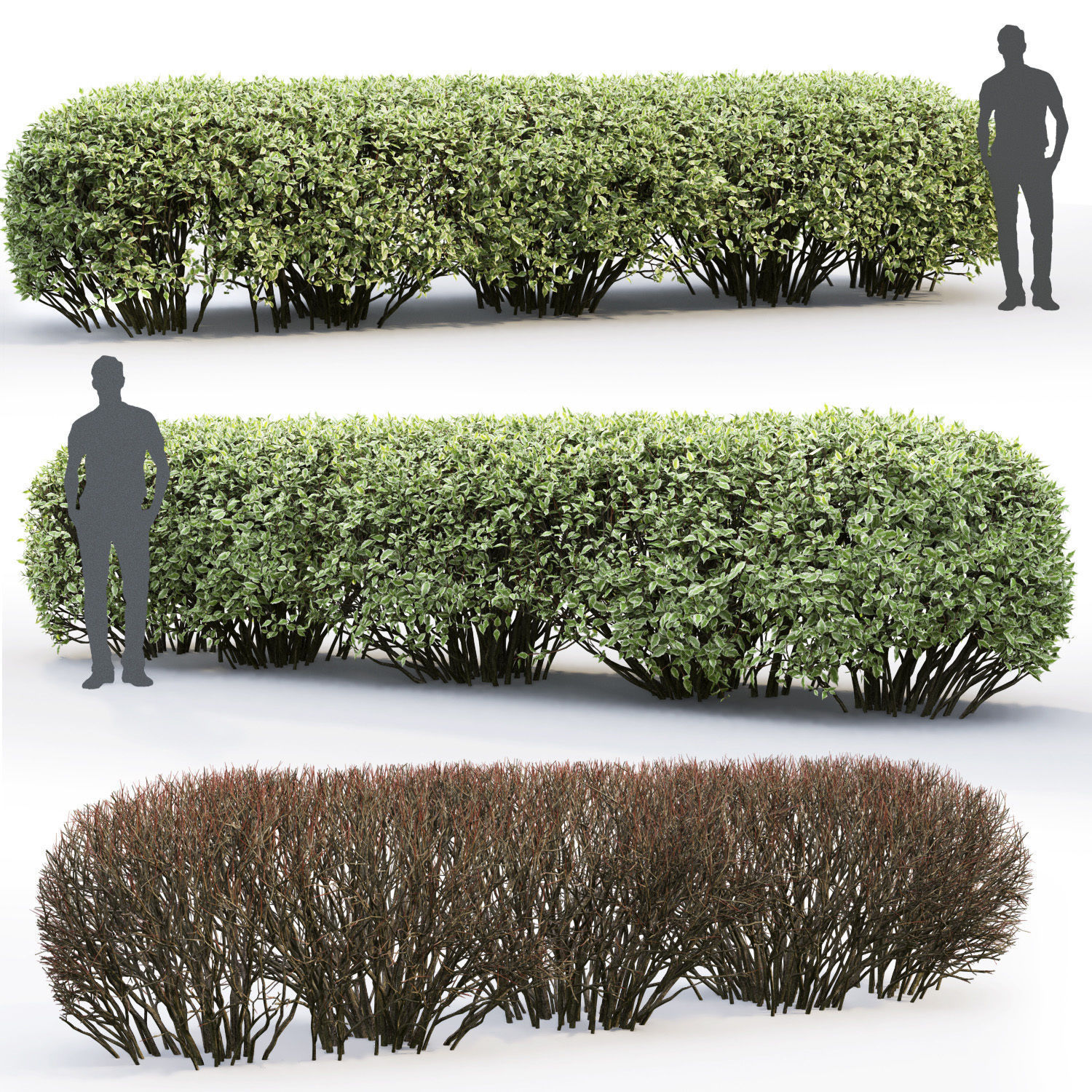 Cornus Alba Elegantissima Hedge 02 3D model_1