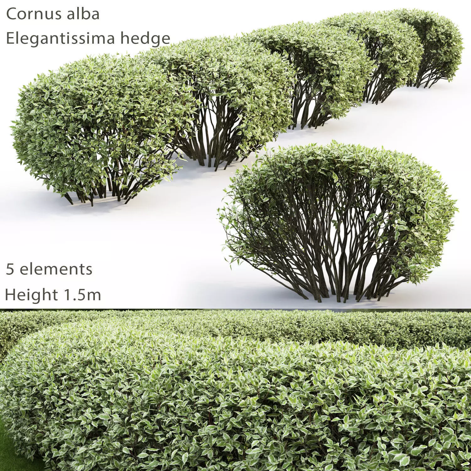Cornus Alba Elegantissima Hedge 02 3D model_0