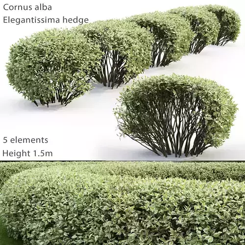 Cornus Alba Elegantissima Hedge 02 3D model