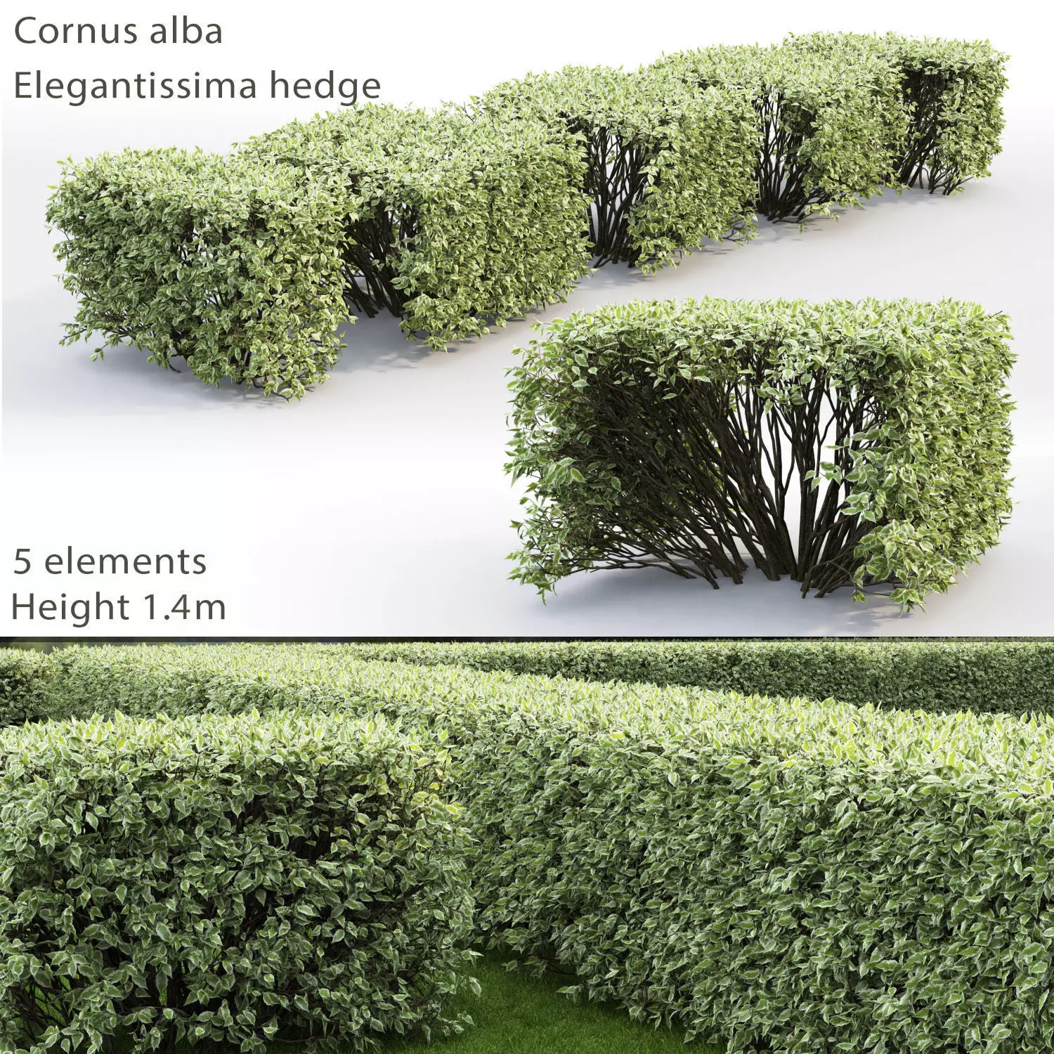 Cornus Alba Elegantissima Hedge 03 3D model