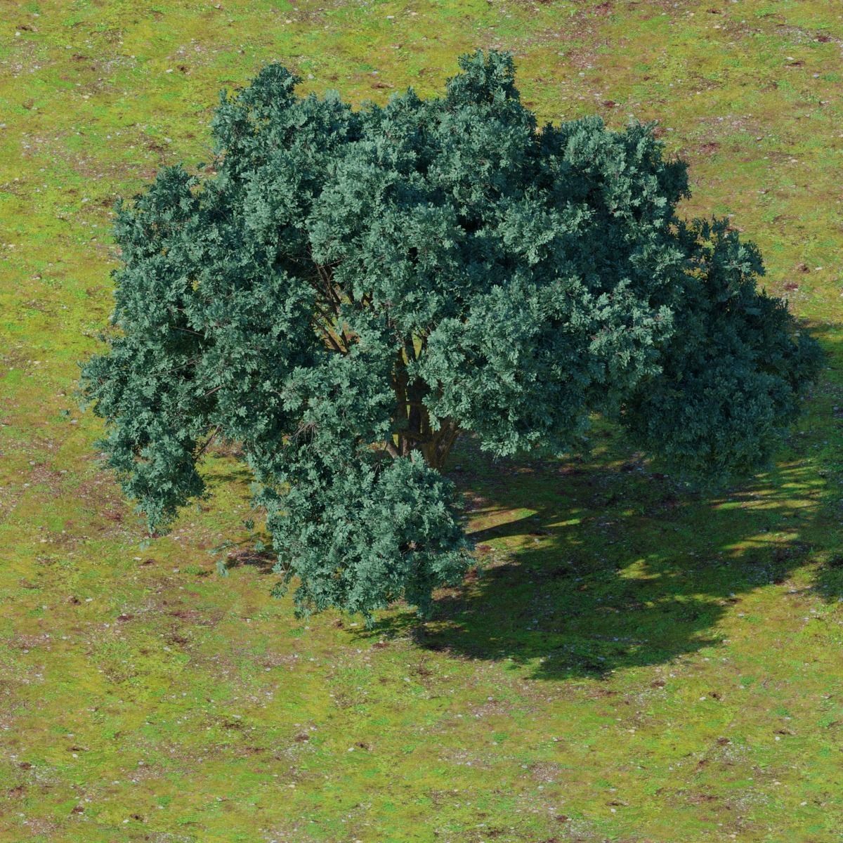 Big tree 3D model_5