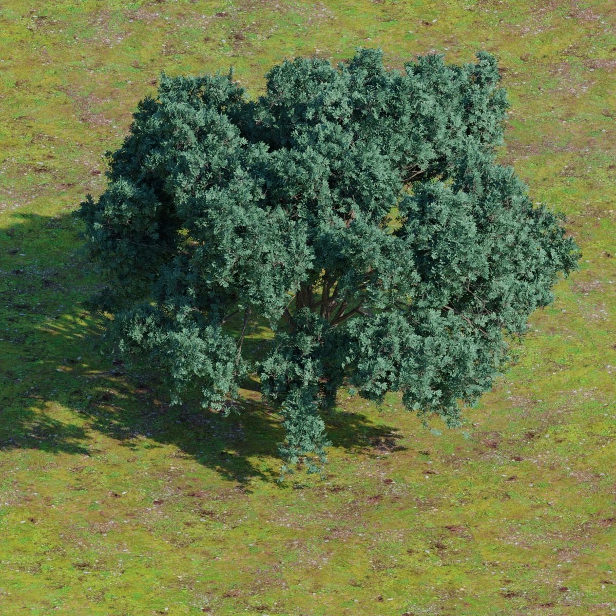Big tree 3D model_4
