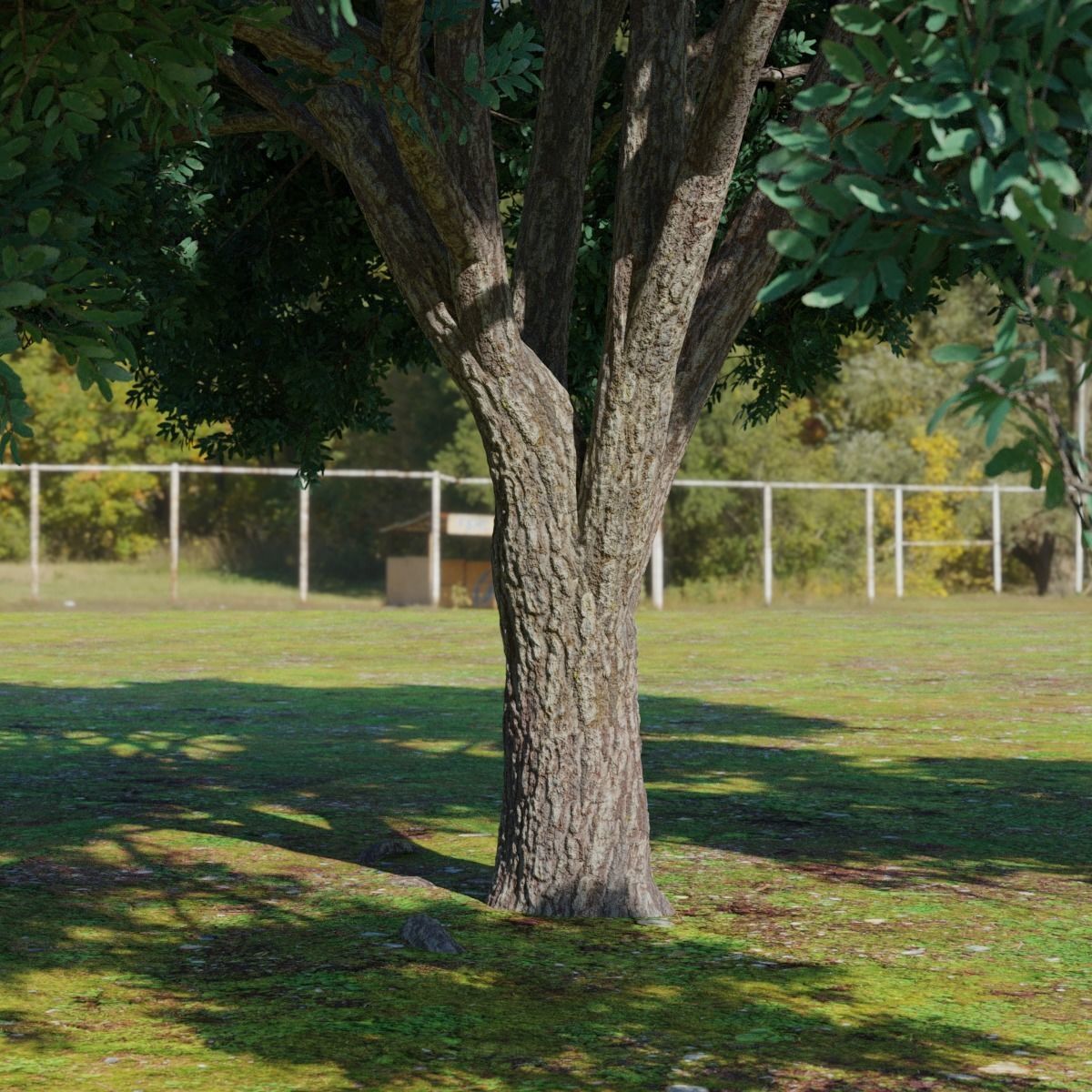 Big tree 3D model_6