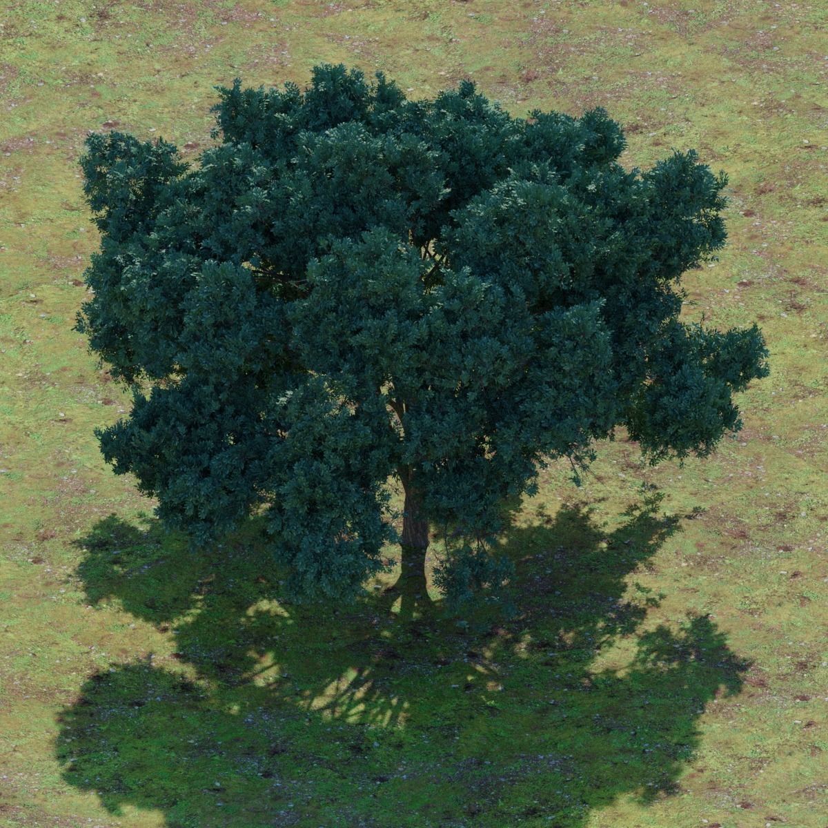 Big tree 3D model_3