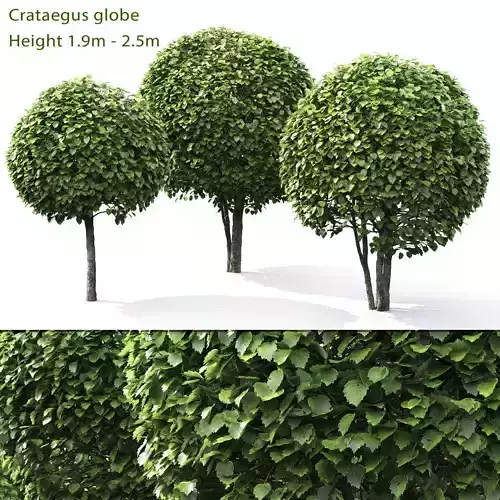Crataegus Globe 01