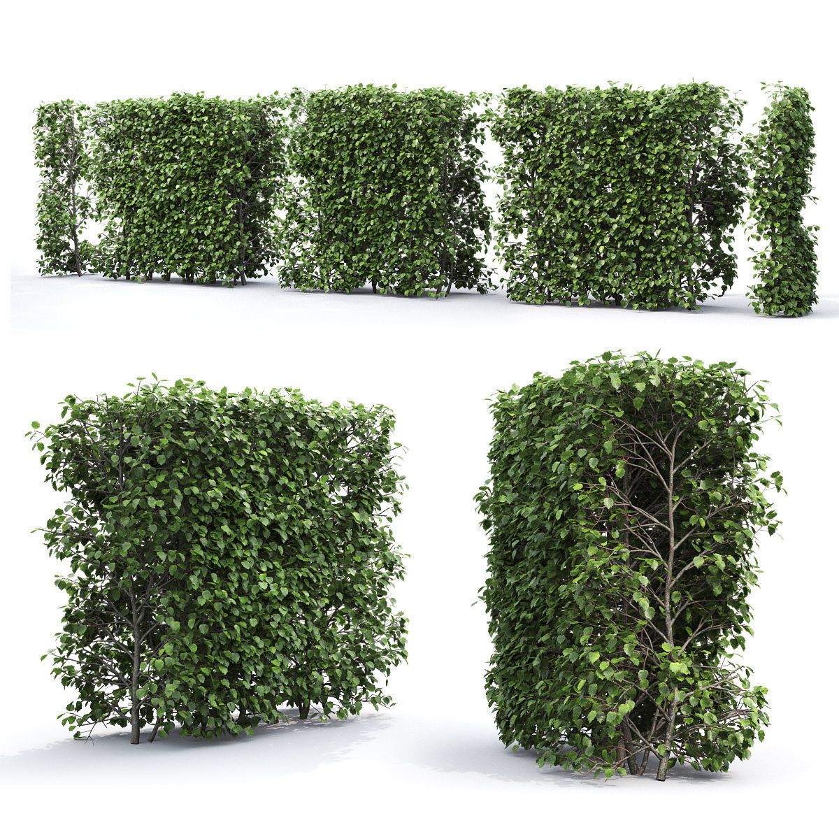 Crataegus Hedge 01 3D model_1