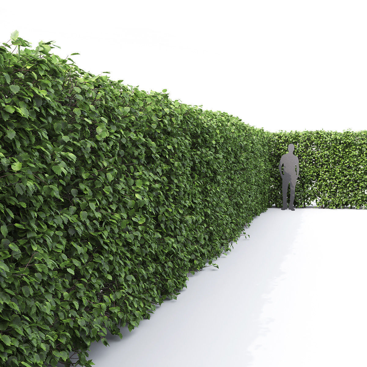 Crataegus Hedge 01 3D model_3