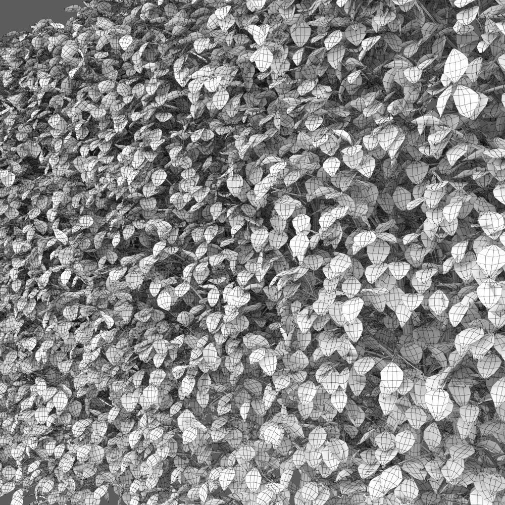 Crataegus Hedge 01 3D model_4