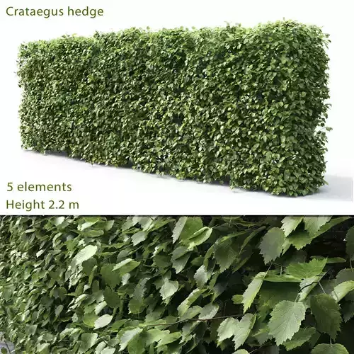 Crataegus Hedge 01 3D model