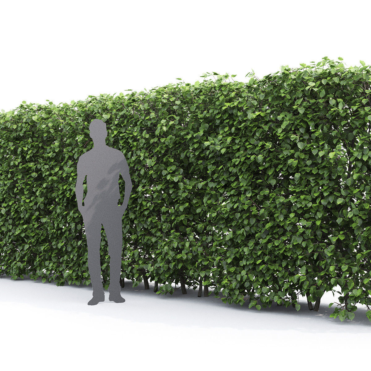 Crataegus Hedge 01 3D model_2
