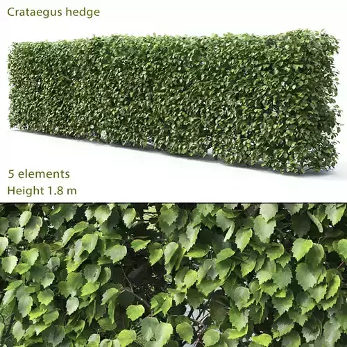 Crataegus Hedge 02