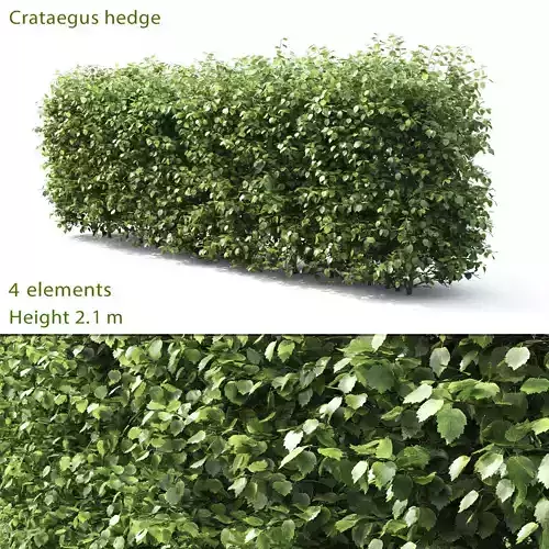 Crataegus Hedge 03