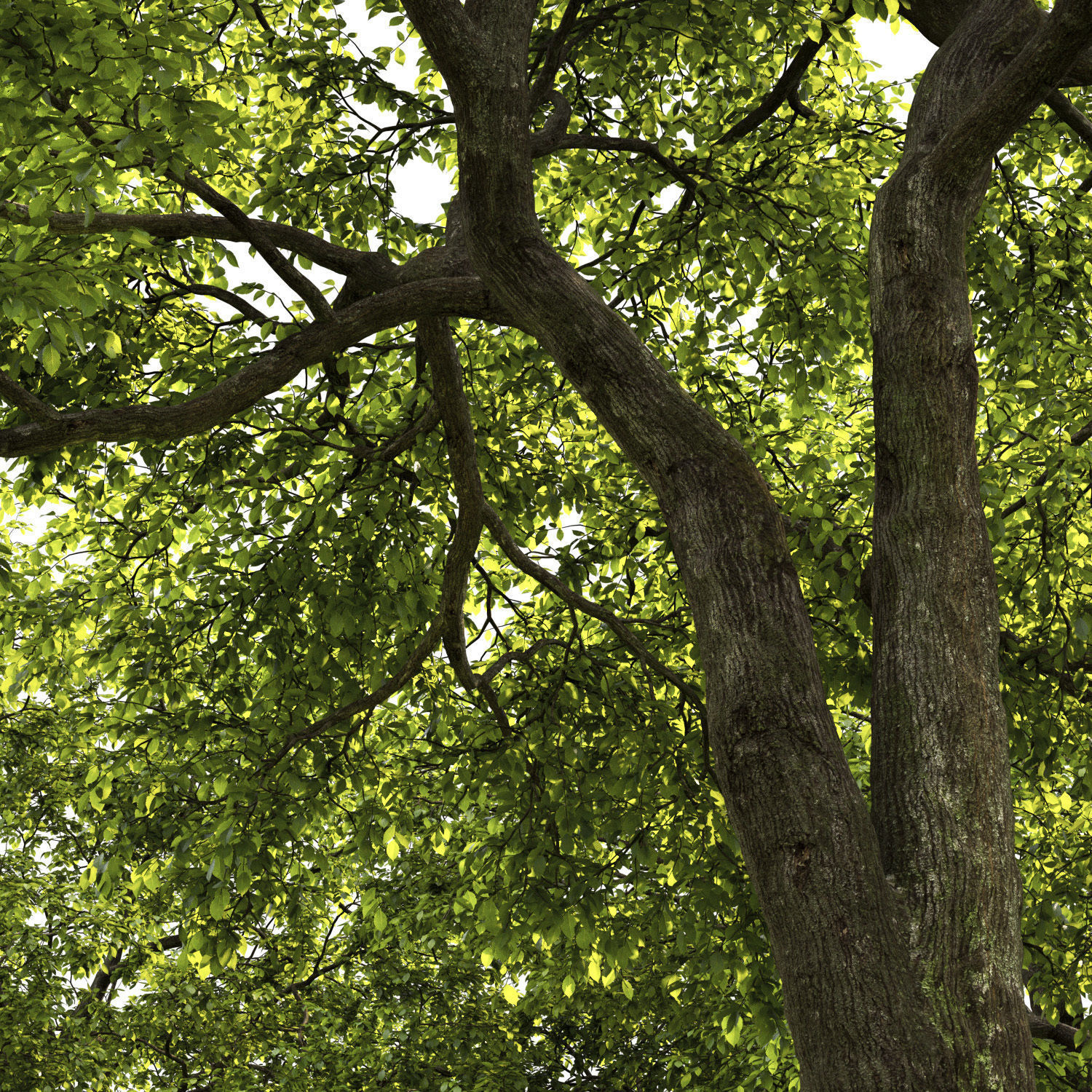 Elm-tree 01 3D model_1