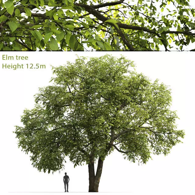 Elm-tree 01 3D model_0