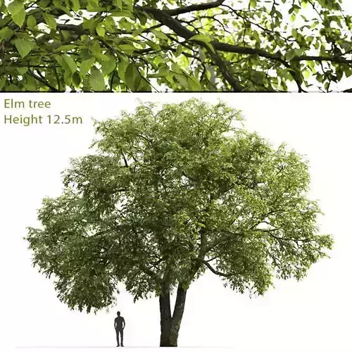 Elm-tree 01 3D model