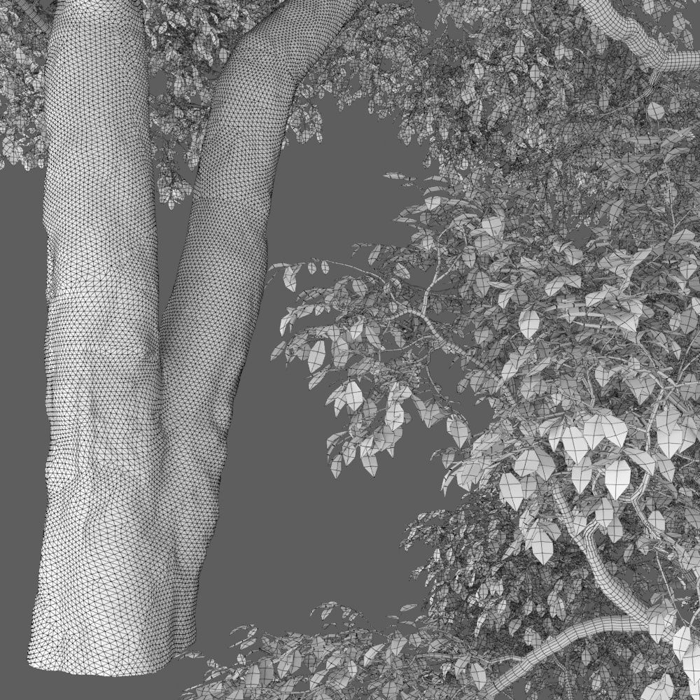 Elm-tree 01 3D model_3