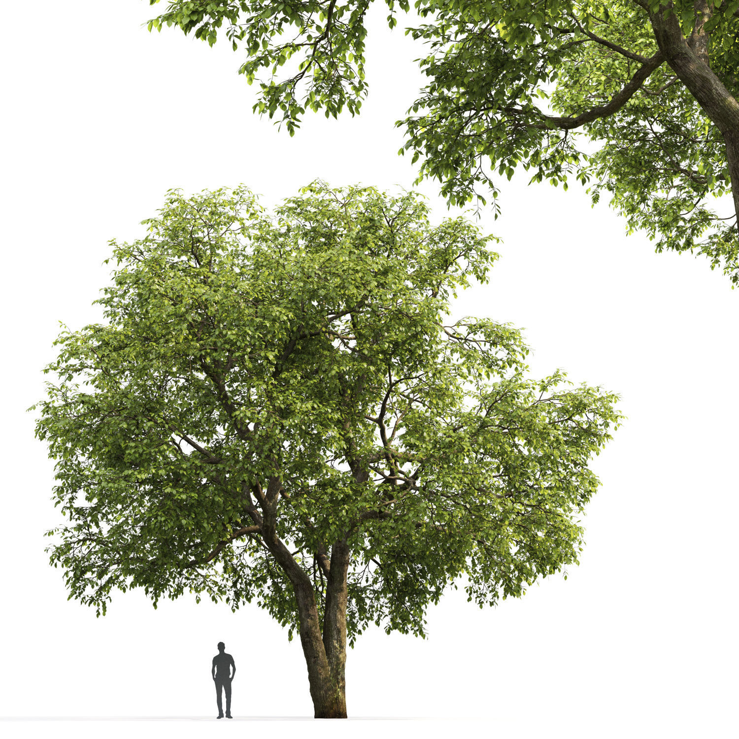 Elm-tree 01 3D model_2