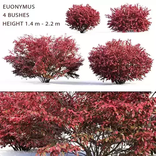 Euonymus Bush 02