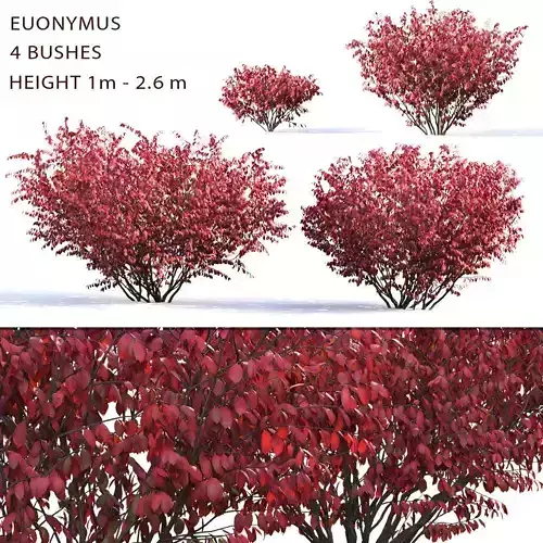 Euonymus Bush 03