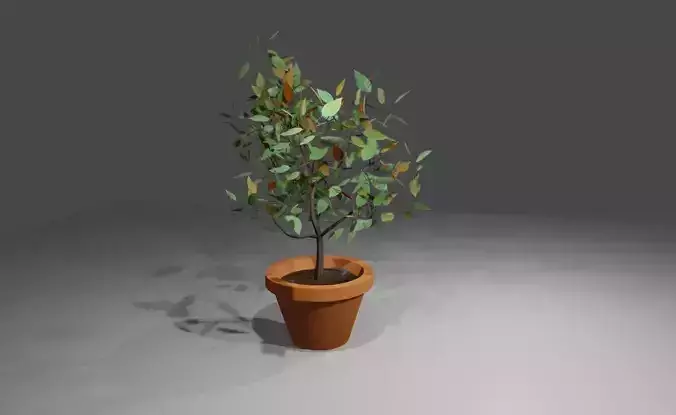Plant Vase - Tree - Garden - Vaso de Planta
