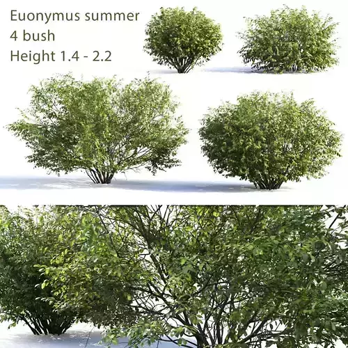 Euonymus Bush 04 3D model