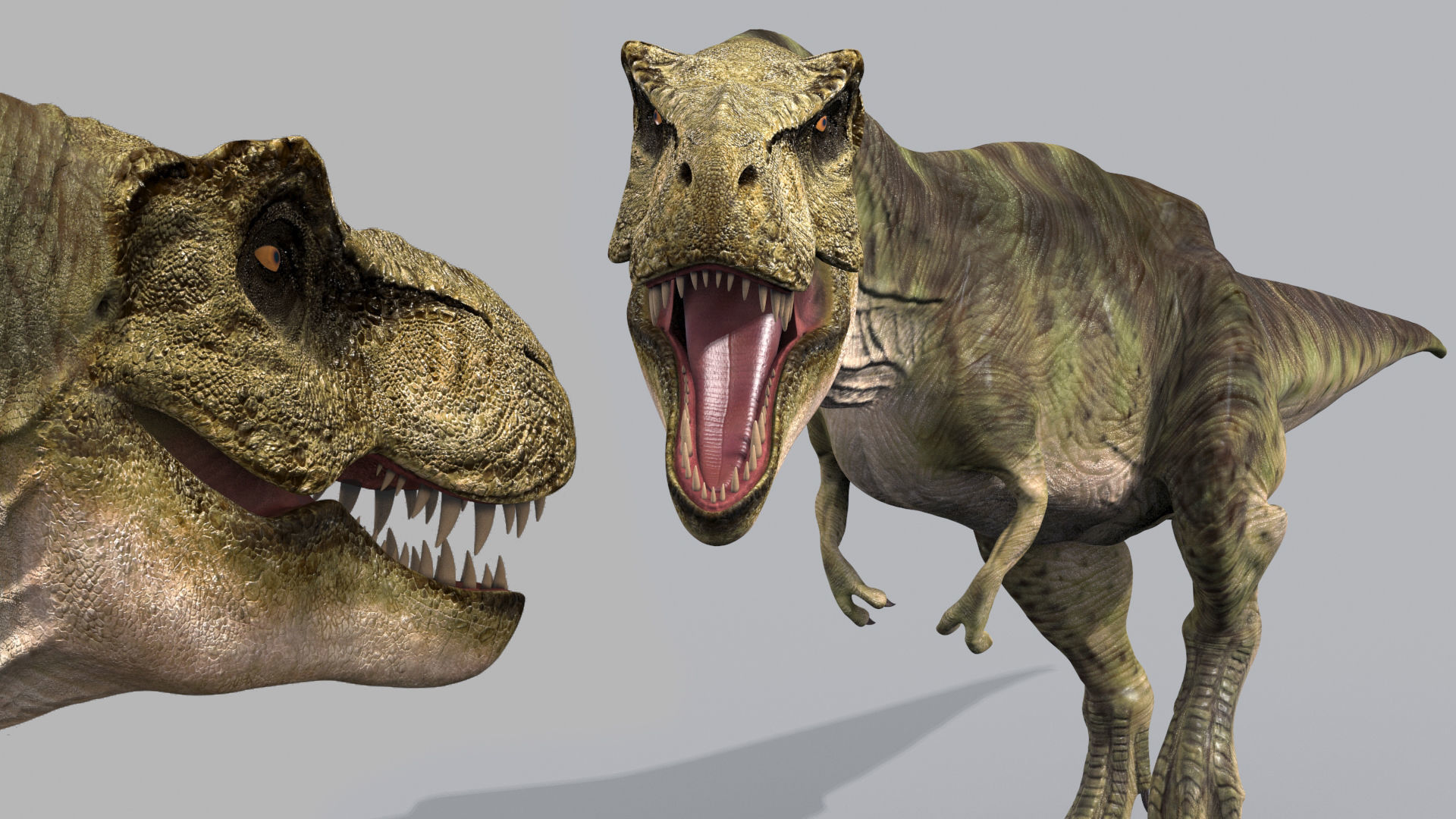 THE T Rex - 8K 3D model_18