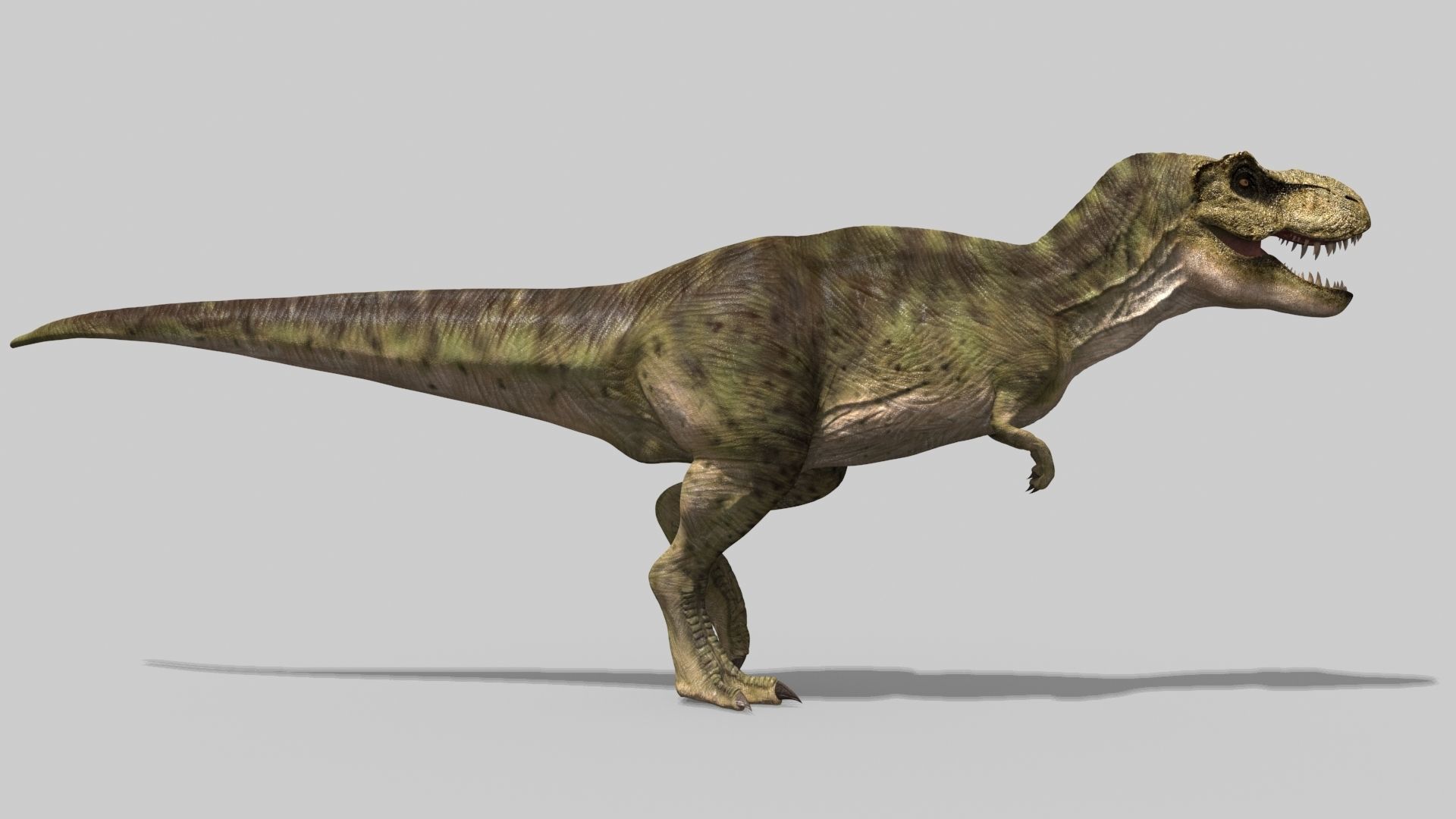 THE T Rex - 8K 3D model_52