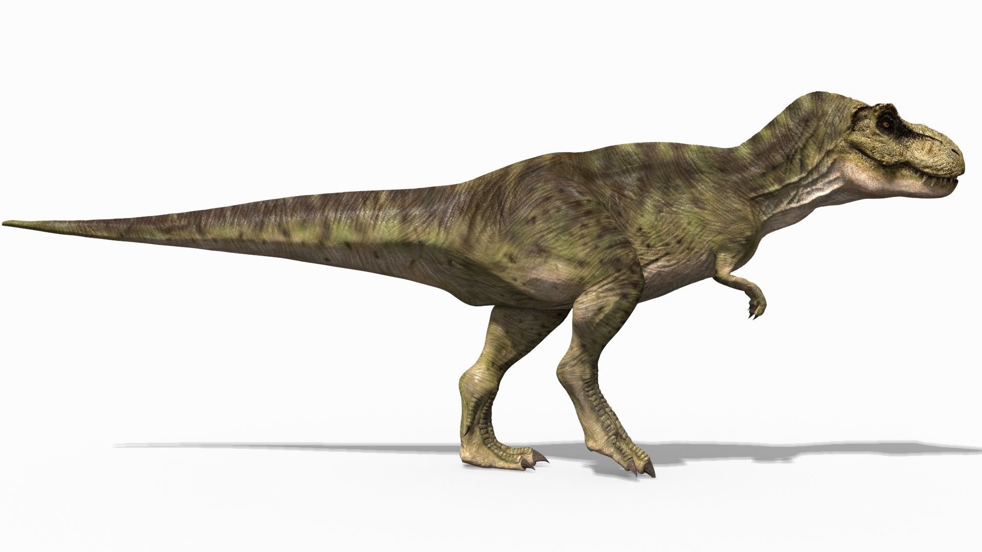 THE T Rex - 8K 3D model_30