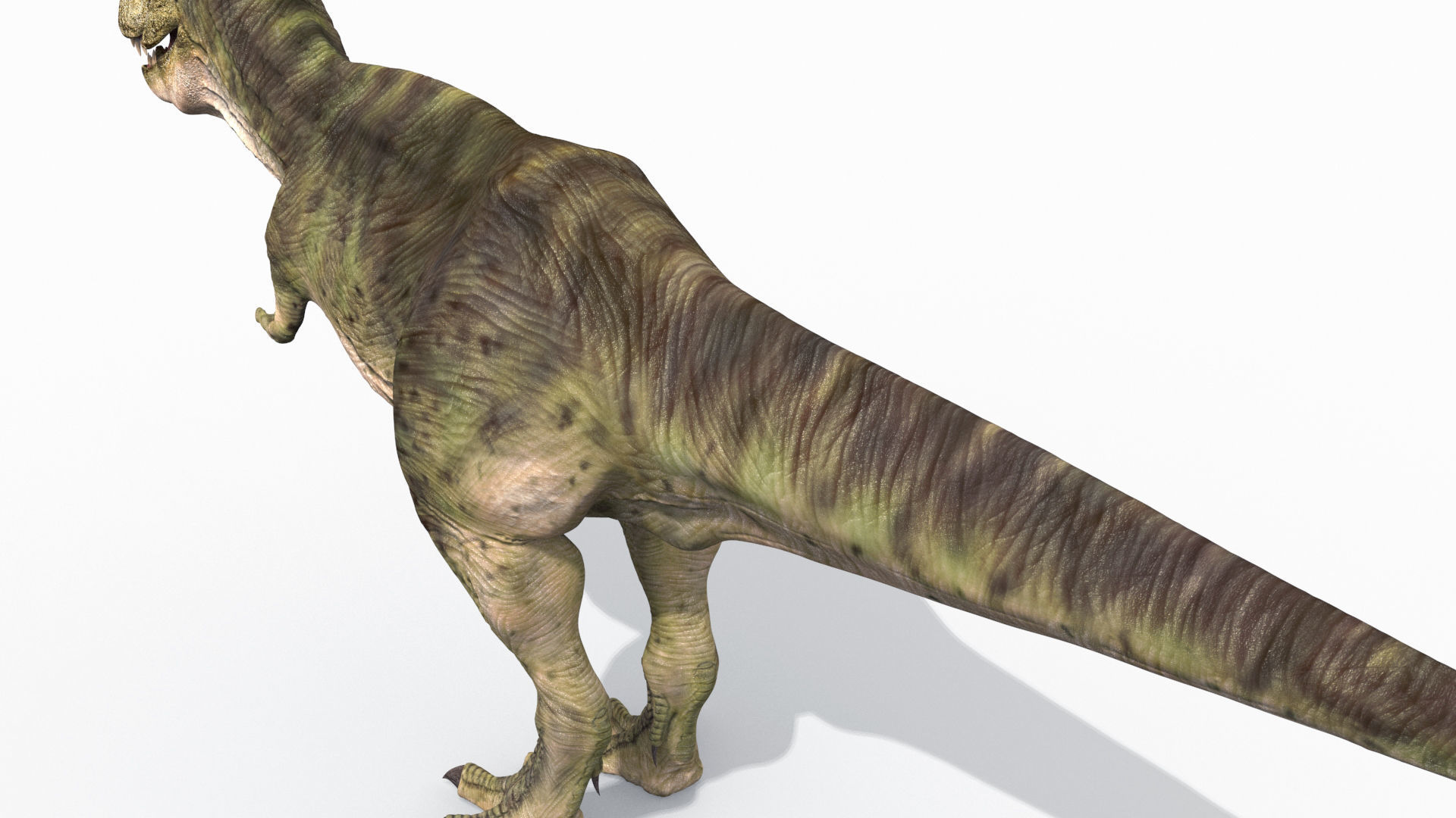 THE T Rex - 8K 3D model_12