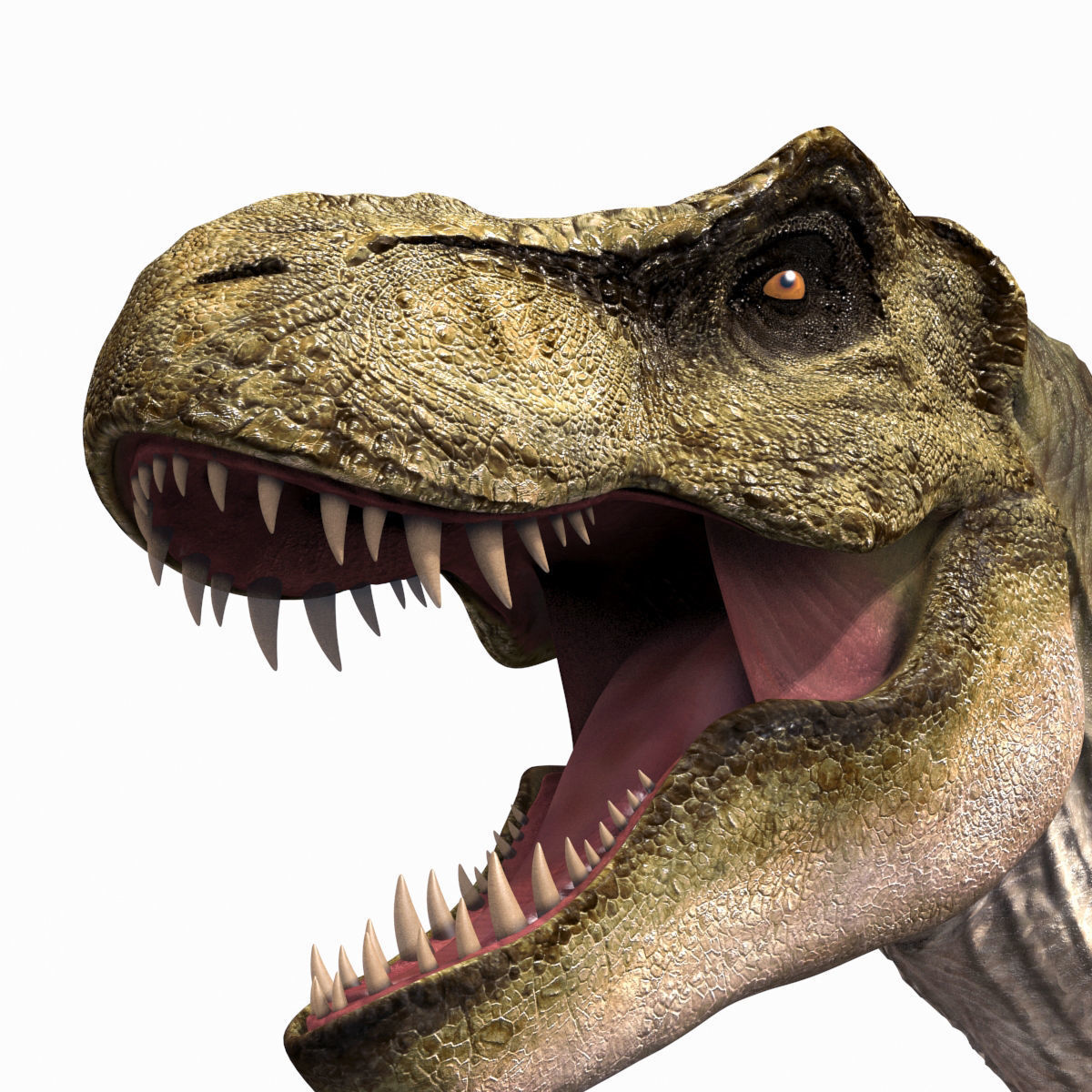THE T Rex - 8K 3D model_47