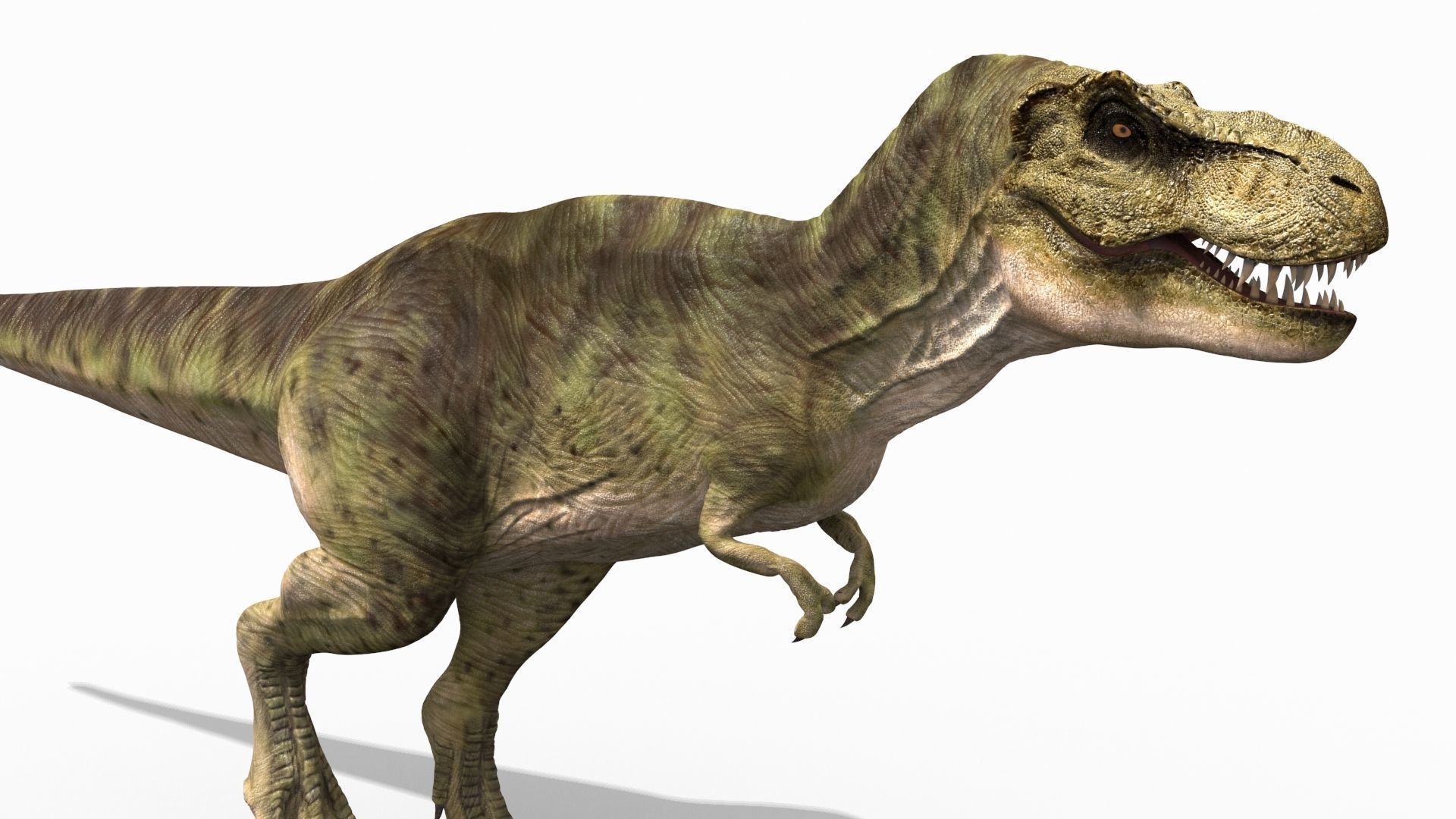THE T Rex - 8K 3D model_40