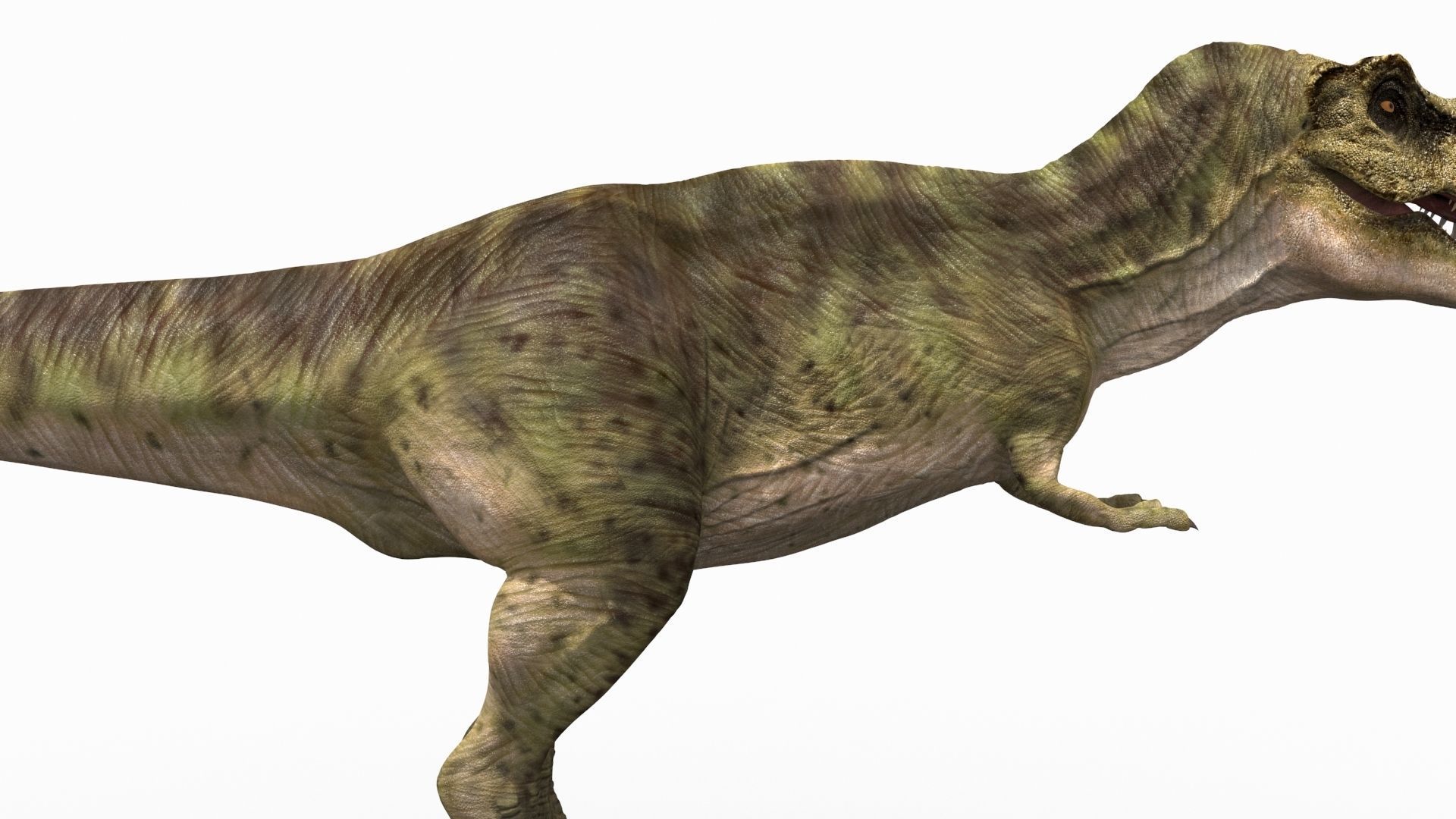 THE T Rex - 8K 3D model_28