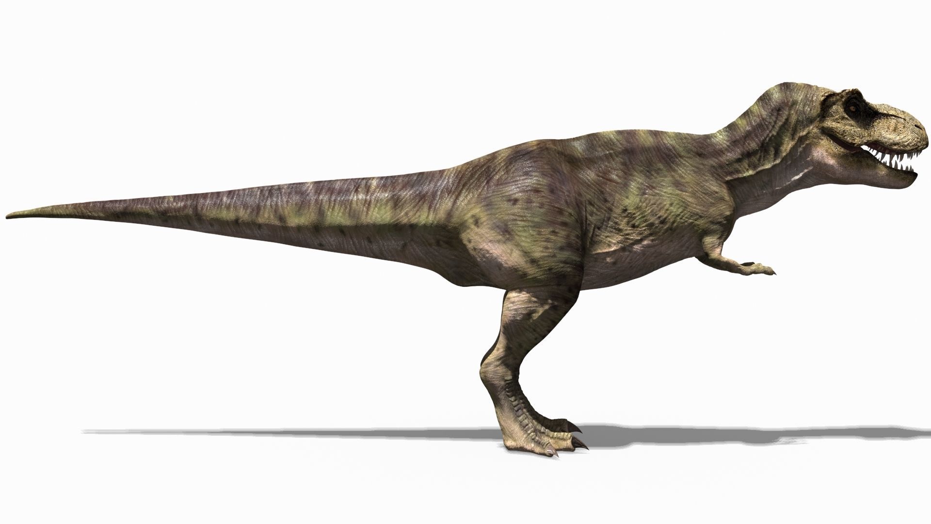 THE T Rex - 8K 3D model_33