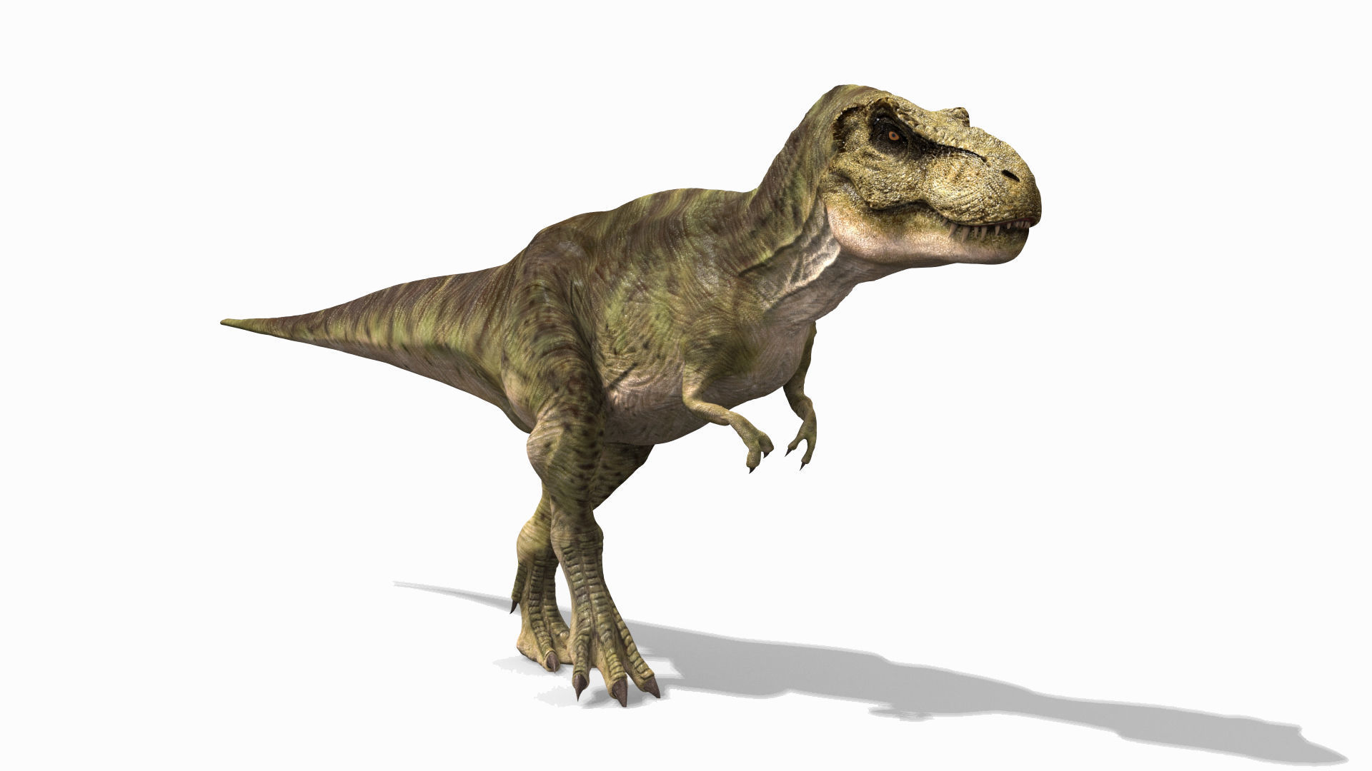 THE T Rex - 8K 3D model_51