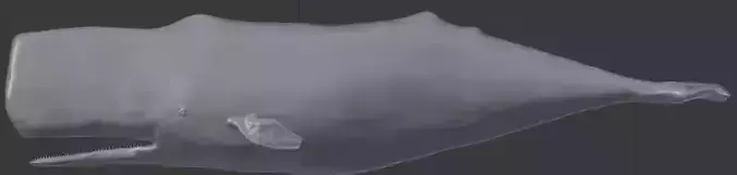 Sperm Whale Cachalote