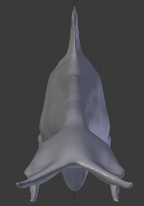 Dolphin Delfin Base 3D model_3