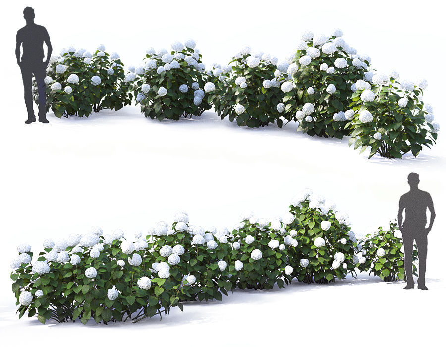 Hydrangea Arborescens Bush 02 3D model_2