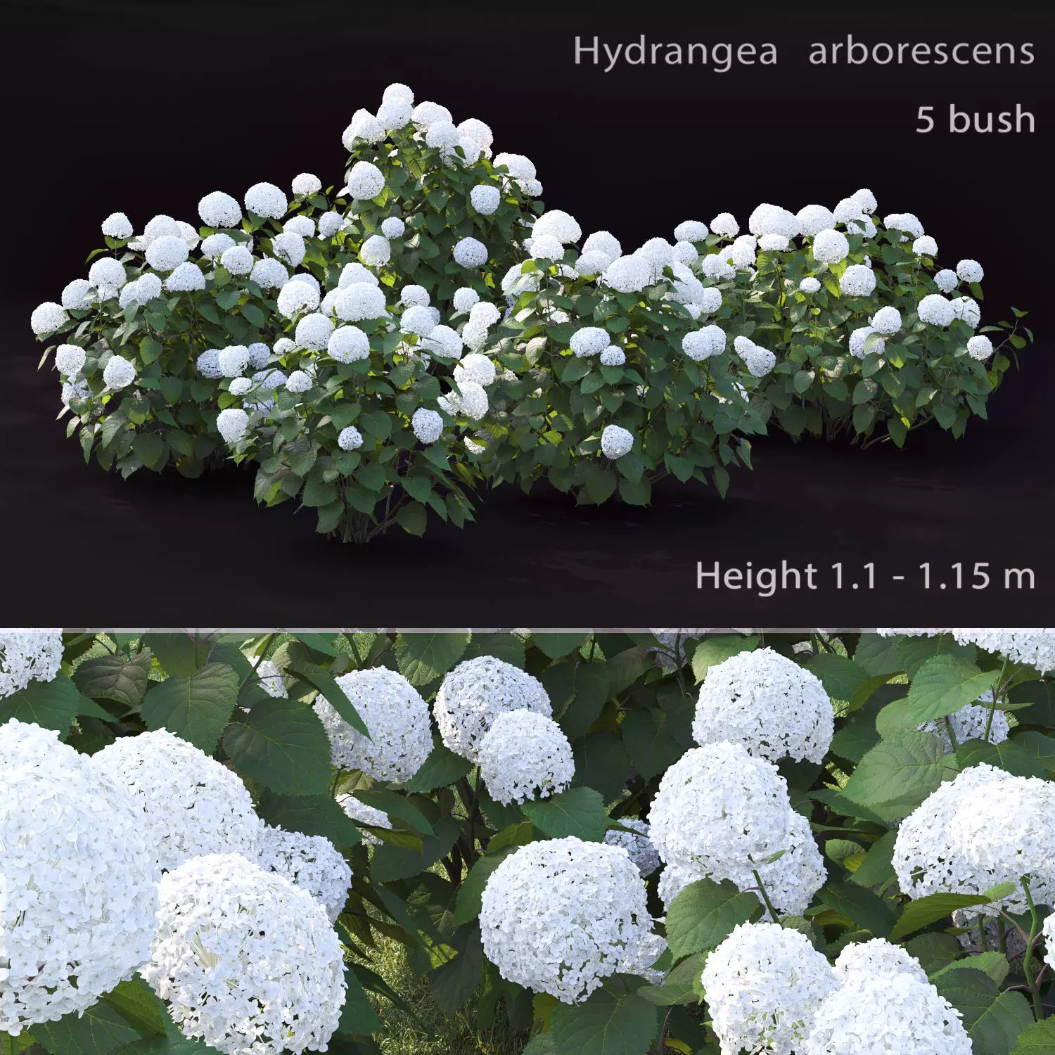 Hydrangea Arborescens Bush 02 3D model_0