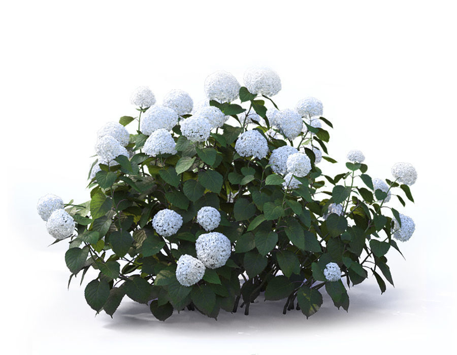 Hydrangea Arborescens Bush 02 3D model_4