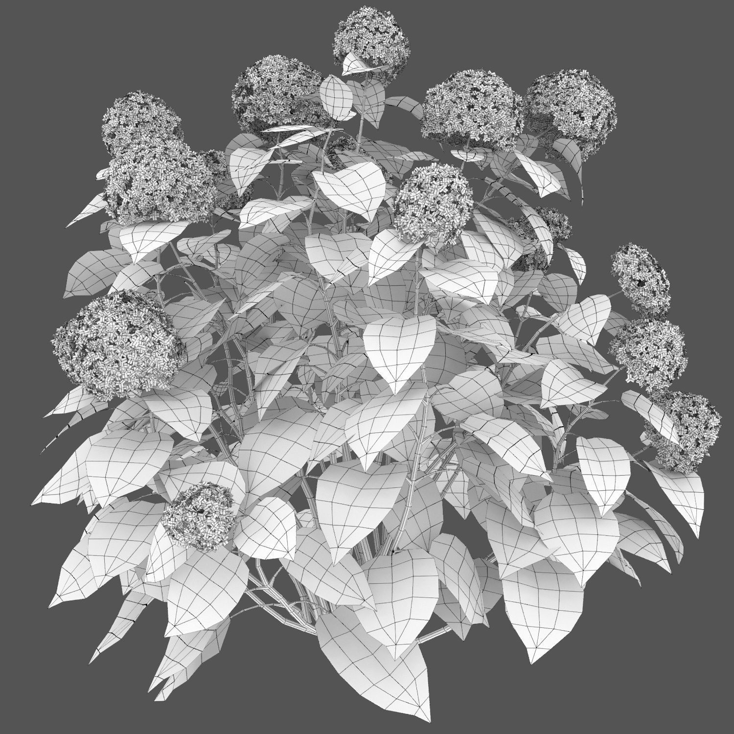 Hydrangea Arborescens Bush 02 3D model_7