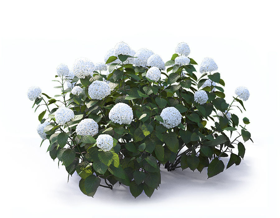 Hydrangea Arborescens Bush 02 3D model_3