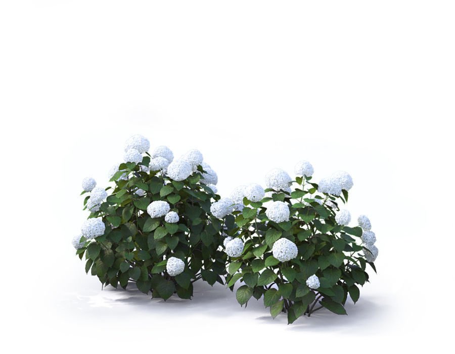 Hydrangea Arborescens Bush 02 3D model_6