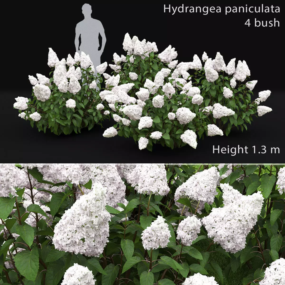Hydrangea Paniculata Bush 02 3D model_0