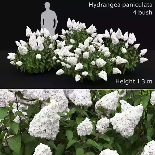 Hydrangea Paniculata Bush 02