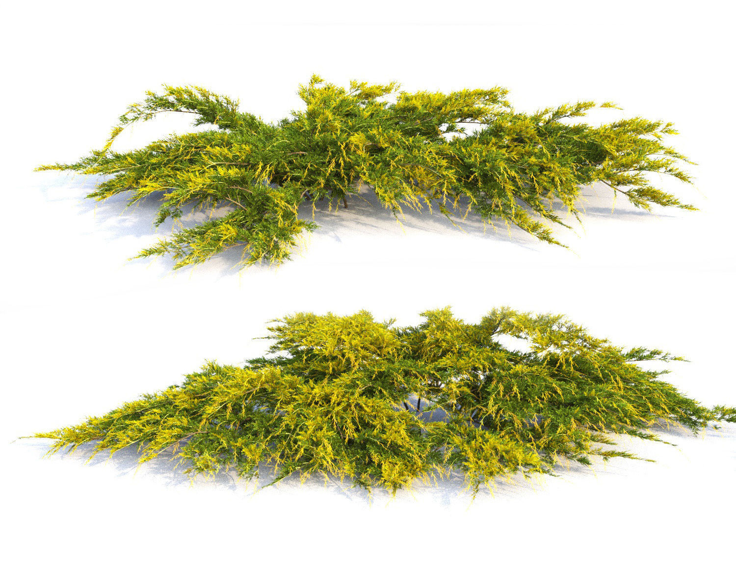Juniperus Pfitzeriana Aurea 02 3D model_2