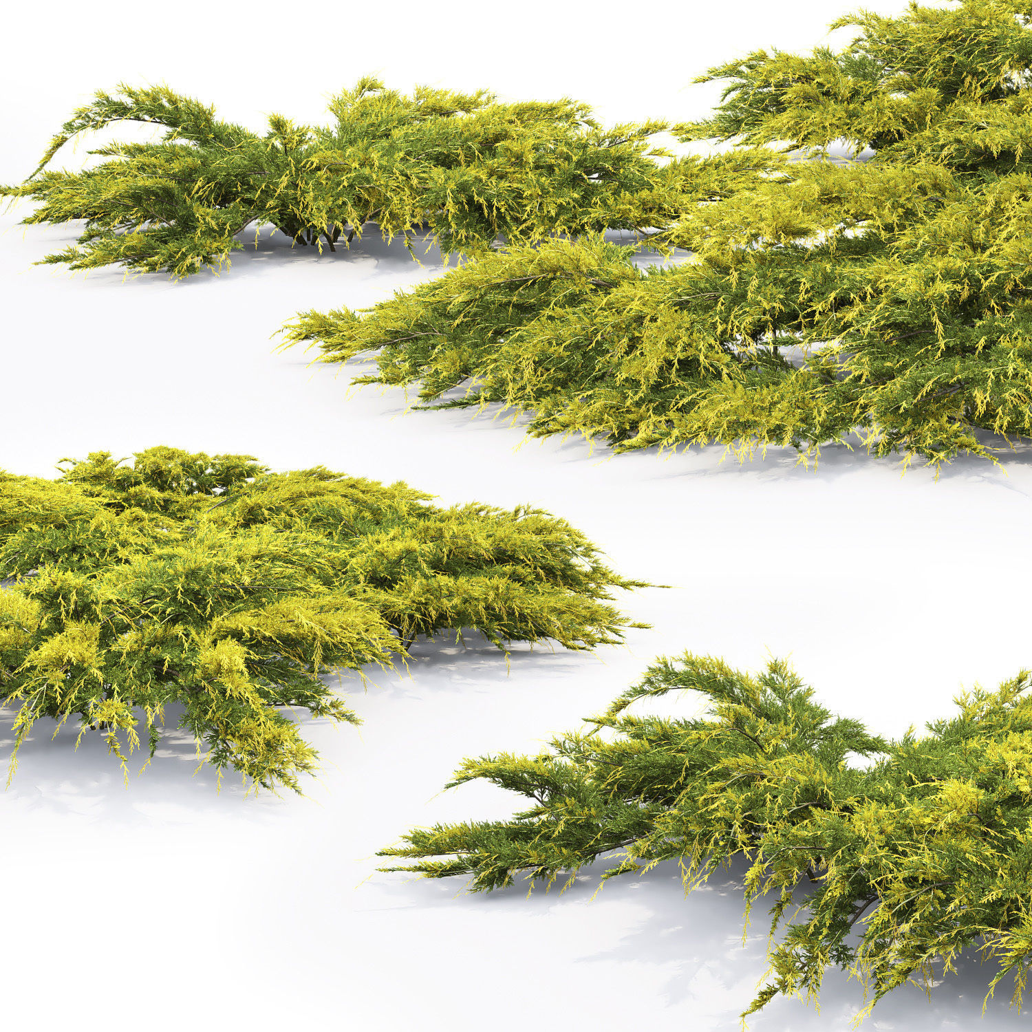 Juniperus Pfitzeriana Aurea 02 3D model_1