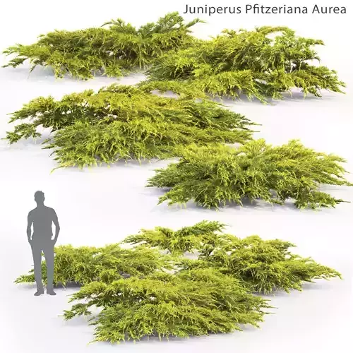 Juniperus Pfitzeriana Aurea 02