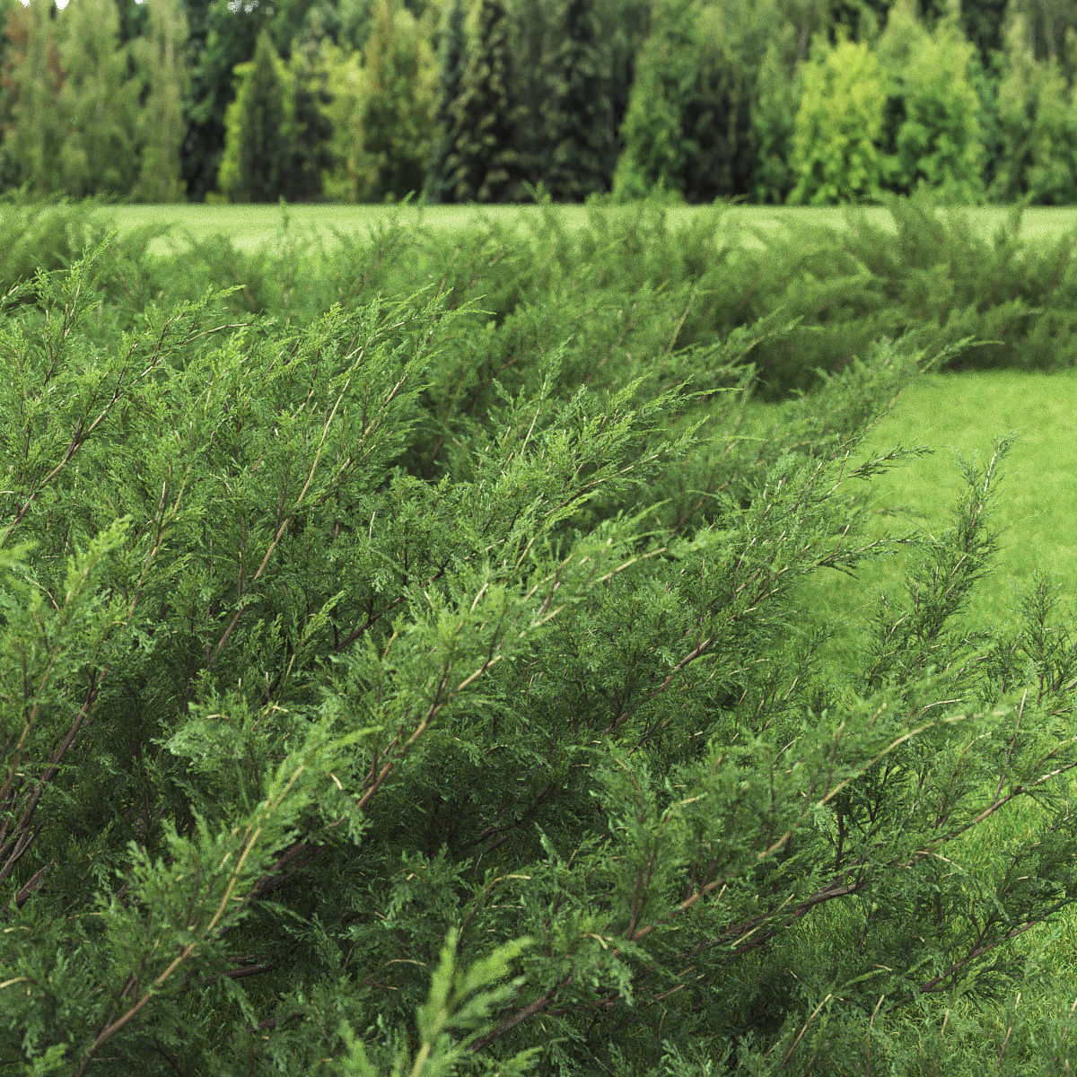 Juniperus Sabina 01 3D model_1