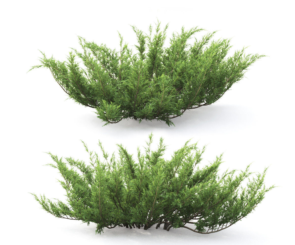 Juniperus Sabina 01 3D model_4
