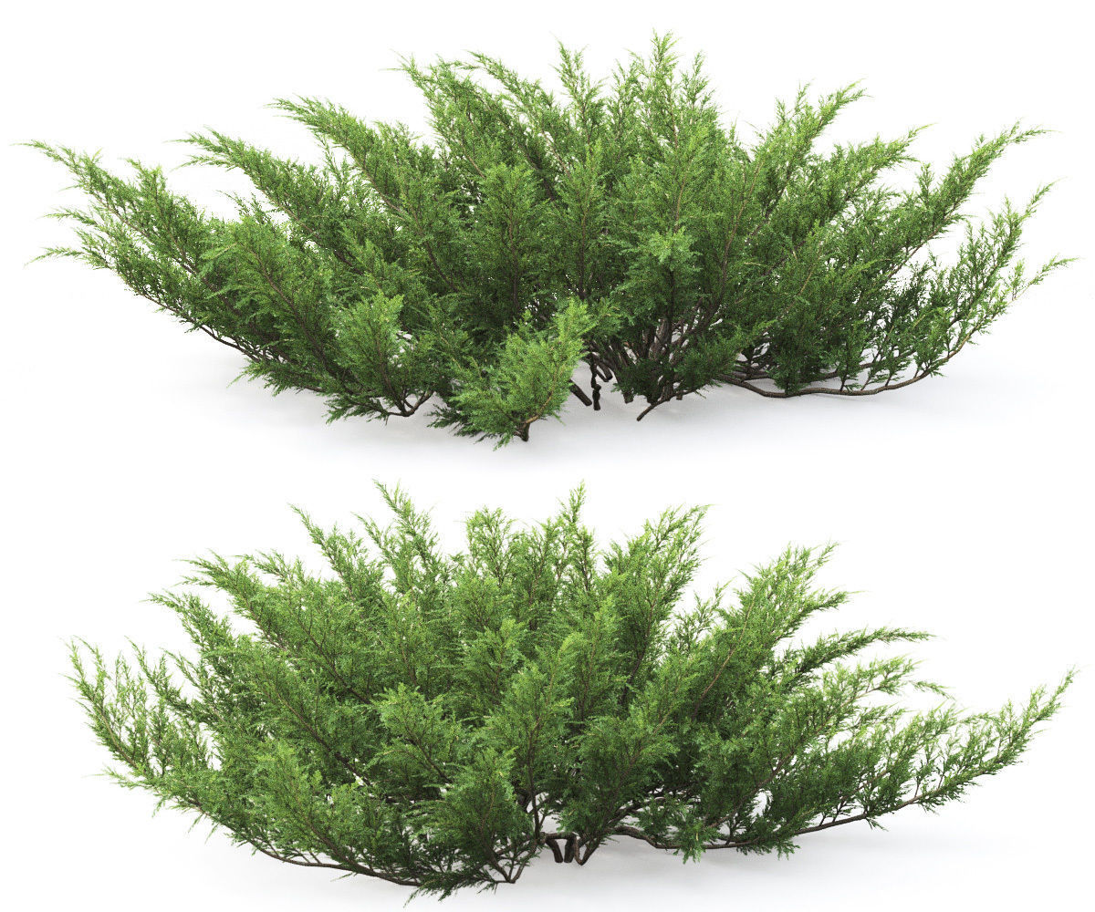 Juniperus Sabina 01 3D model_2